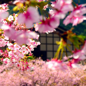 Beautiful Cherry Blossom...